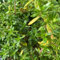 Plant Sarriette Pépinière Pot 1,5L