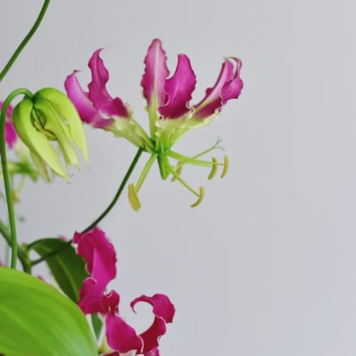 7bulbos lirios de llama - silvestres de verano, interior lirio de llama de primavera, enredaderas para decorar cercas decorativas
