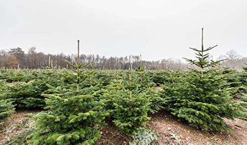 Weihnachtsbaum Set 20 Pflanzen ideal zum Aufpflanzen von Weihnachtsbäumen Nordmanntannen + Korktannen + Blaufichten + Nobilis günstig als Set selber Weihnachtsbäume anpflanzen Wurzelware
