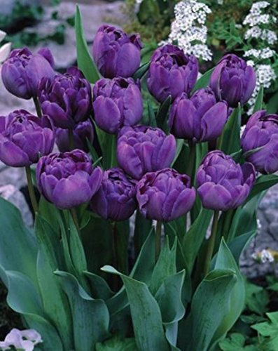 Gefüllte Tulpen Blue Diamond Tulpenzwiebeln (20 Blumenzwiebeln)
