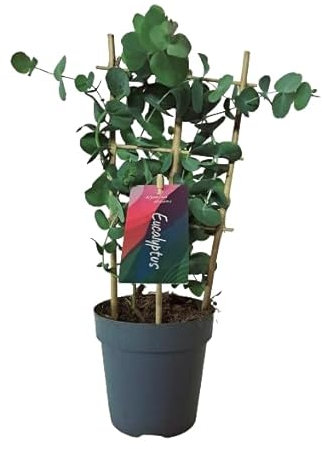 Eucalipto Planta Natural para Exterior - Árbol de Poco Cuidado