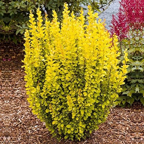 Berberis thunbergii 'Maria' Japanese Barberry Bush Deciduous Potted Garden Shrub (20-30cm (Incl. Pot))