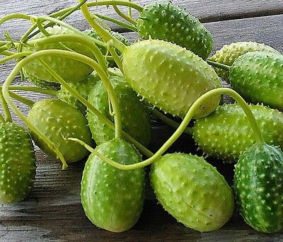 Antillengurken - Cucumis anguria - 20+ Samen BESONDERS und FEIN! Cu 003