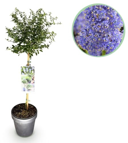 Ceanothus en Copa, Planta de Terraza, Flores Azules, Maceta 19cm, 90cm