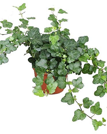 Efeu (Hedera helix), echte Pflanze, als Hängepflanze, Bodendecker oder Zimmerpflanze, pflegeleicht (im 13cm Topf, Sorte: Wonder, grünlaubig)
