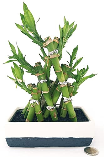 POWERS TO FLOWERS - LUCKY BAMBOO INTRECCIATO ALTEZZA 22CM, Pianta Vera