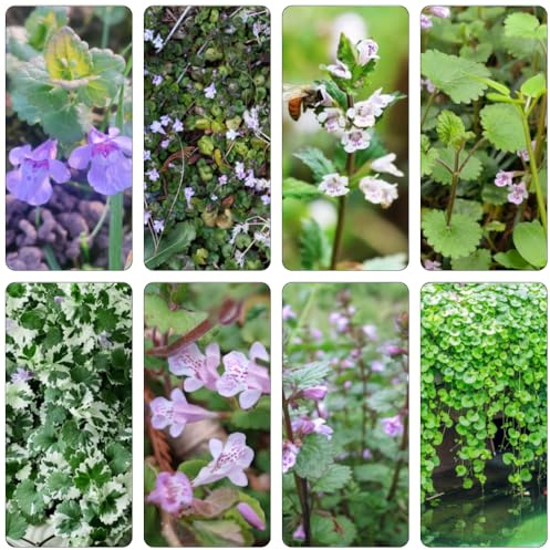 edera terrestre perenne resistenti al sole semi esotici giardino di decorazione Copertura perenne resistente decorativo 60pcs