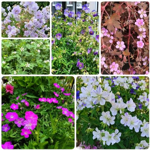 Semillas de geranio, resistentes para el jardín Geranio wilfordii, variedades antiguas semillas de de jardín de rocas resistentes 250pcs