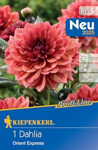 Kiepenkerl Dekorative Dahlie Orient Express 721586 - Mehrjährige dunkellaubige Blumen mit orangeroten Blüten - Blumenzwiebeln, Dahlien Knollen, Pflanzen