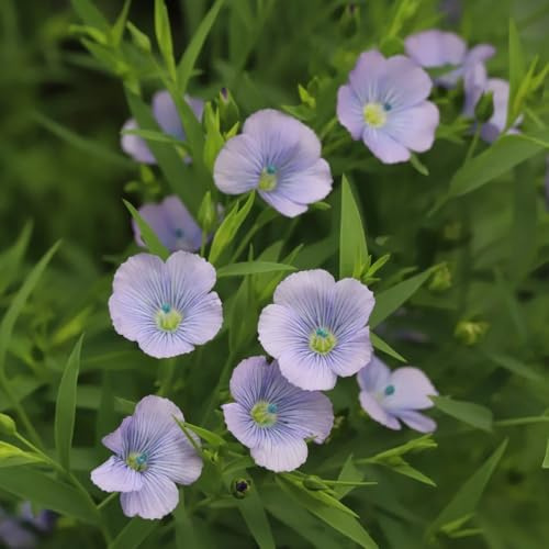 Semi di lino blu - Semi di lino, Linum perenne, semi di resistenti per il giardino rare vecchie varietà perenni 200pcs