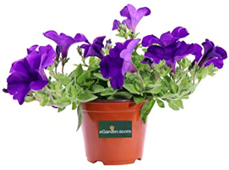 Pianta vera di Surfinia fiori vari colori pianta ornamentale fiorita da arredo esterno per bamcone, terrazzo e giardino venduta da eGarden.store (Viola)