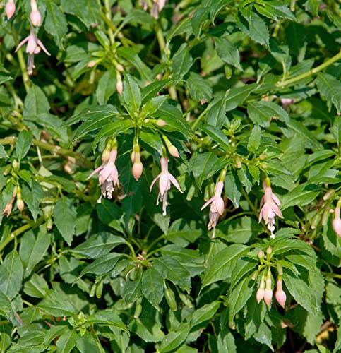 Fuchsie Alba - Fuchsia magellanica - lebende Gartenpflanze aus den Baumschulen
