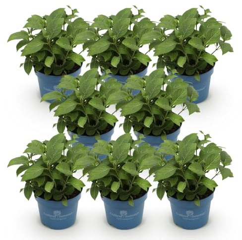 Hortensie Hydrangea Endless Summer The Original Pink 2er Set – winterhart rosa – 14cm Höhe 20-25cm – lange Blüte bis Herbst