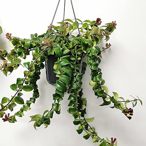 Aeschynanthus Rasta - Lipstick Plant - in 15cm Hanging Pot