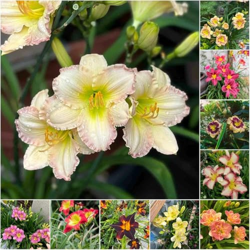 taglilien blumensamen einfacher Anbau garden exotische pflanzensamen zimmerpflanzen - Hemerocallis middendorffii heilpflanzen 60samen