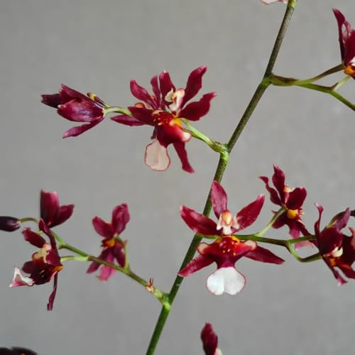 Semi di orchidea Oncidium, semi di Oncidium hybridum, selvatici da balcone regali per gli amanti del giardino 80pcs