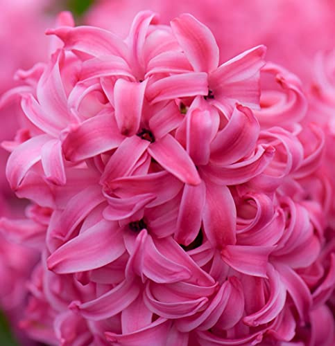 Hyacinth Pink Pearl Garden Plant Hardy Bulb Flowering Garden Plants Easy to Grow Your Own 10x Bulbs by Thompson and Morgan (10)
