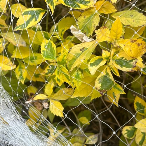 LINSOCLE 3 x 10m Rete Anti Piccioni, Rete Anti Uccelli, Rete Pollaio, Rete Protezione Gatti Balcone e Recinzioni Frutteti, Rete Uccelli di Protezione per Vigneto y Orto