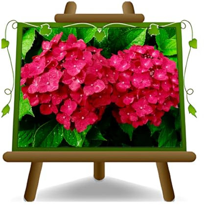 Blommande hortensia. Rosa dekorativ växt. Kruka 20 cm, höjd 40 cm. Krona 50 cm
