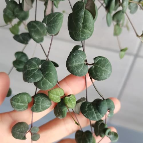 Semillas de Ceropegia woodii, de interior purificadoras de aire de candelabro, colgantes de interior 10pcs