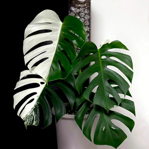 semillas de monstera - Variedades antiguas jardín resistentes balcón perennes 85pcs