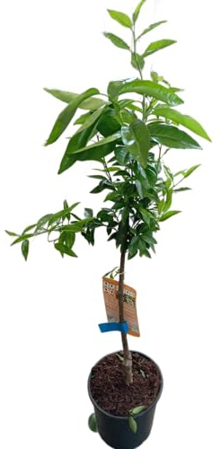 Naranjo Natural Frutal de 1m Cultiva y Disfruta de tus Propias Naranjas