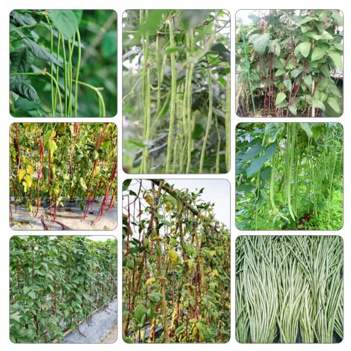 semillas frijol medidor - frijol espárrago de jardín en resistentes de exóticas balcón resistentes sabroso Camas elevadas 100pcs