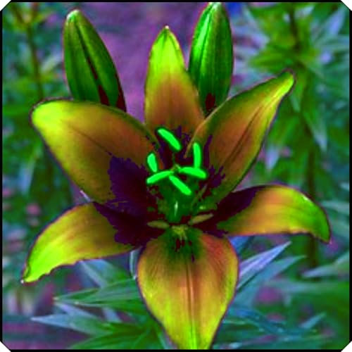 Hardy,Beautiful Lily Bulbs,Giant Flower, Perennial, Professional for Brilliant Garden Displays-6 Bulbs-D