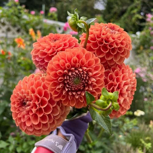 3bulbos tubérculos de dalia - floración temprana comprar tubérculos de dalia resistentes de balcón, decoración de jardín exterior