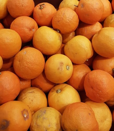 Citrus aurantium greffé sur Volkameriana/Bigaradier de Séville/Conteneur de 5 à 6 litres/Tigette