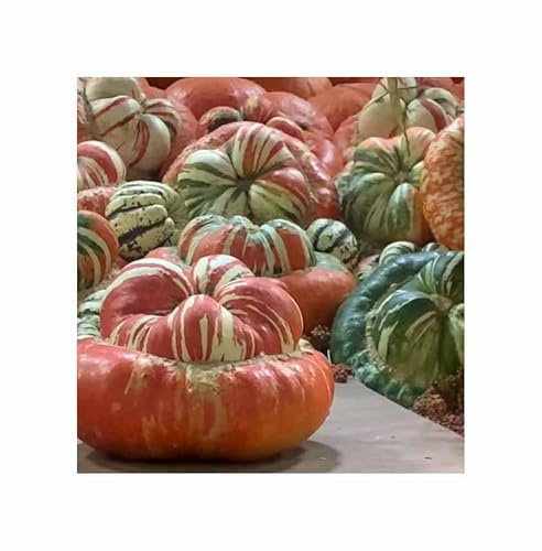 Stk - 20x Zierkürbis türkische Mütze Große Früchte Patisson Pflanzen - Samen K440 - Seeds & Plants Shop by Ipsa