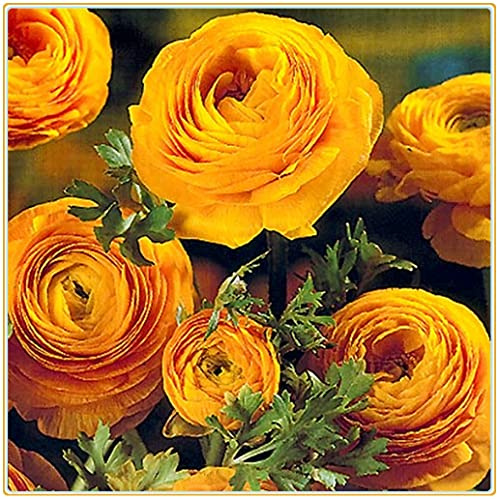 Ranunculus bulboso/4ietà di colori/Arbusti ornamentali a crescita stagionale-20bulbi