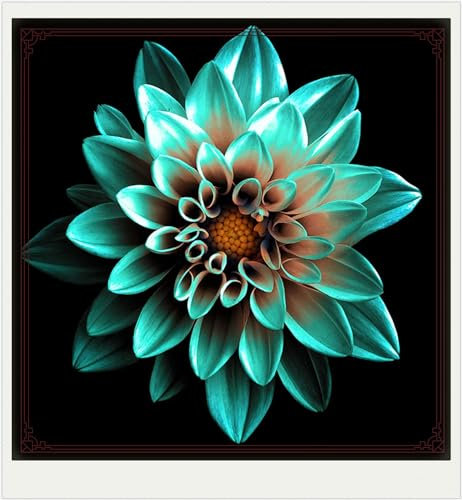 Dahlia Bulbs,Dahlia Tubers(Plant Bulbs,Ornamental Flowers,Hardy Perennial,Wedding Flowers,Garden Flowers)-5bulbs-a