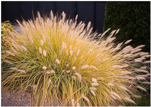 Stauden Gänge 10 x Pennisetum alopecuroides 'Gelbstiel' Lampenputzergras | Gelbes Ziergras für Sonne, Blüte Juli bis Oktober, mehrjährig, 1 L Topf (11x11 cm)