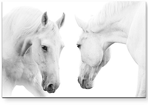 Leinwandbilder | Bilder Leinwand 120x80cm zwei stolze weiße Pferde