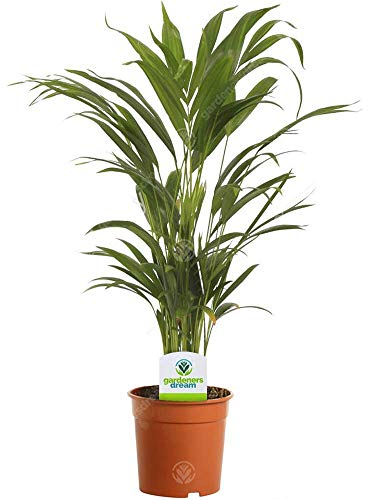 Dypsis Lutescens Areca Palme Tropische Topf-und Zimmerpflanze | 13cm Topf