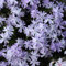 6 x Phlox mousse 'Emerald Cushion Blue' - Phlox Subulata - Godet 9x9 cm, Fleurs Bleues Denses, Excellente pour Rocailles