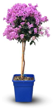 Attitude Jardin - Bougainvillier tige - plante fleurie - 100-110 cm - ⌀ 25 cm - plante d'extérieur - fleur rose