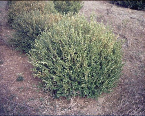 Buxus sempervirens Semi di bosso comune!