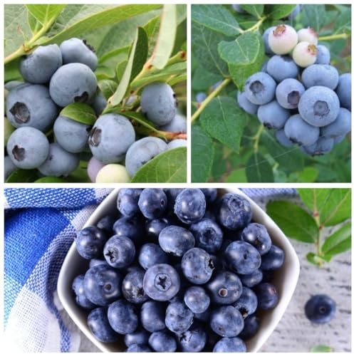 Blueberry Three Seasons Collection - Self-Pollinating Varieties - Fresh and Frozen Berries - Ornamental Shrubs - 1.8m Height - 3X 9cm Potted Plant by Thompson & Morgan