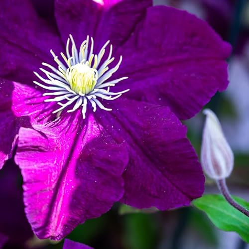 Clematite - Clematis Warszawska Nike 70cm - Plante En Pot - Floraison Été - Couleur de la Fleur - Hauteur 2 à 3m