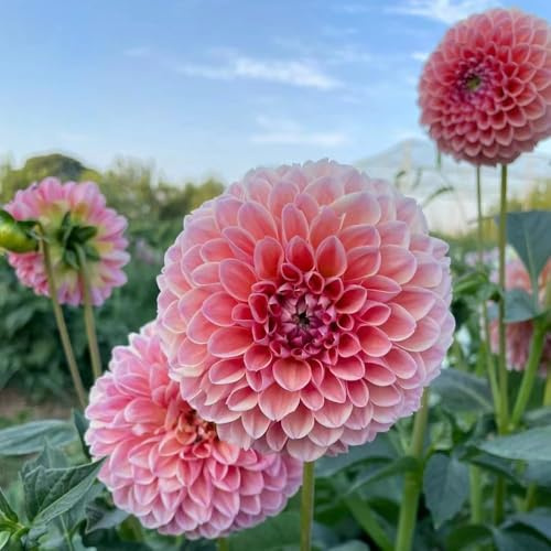 3 pezzi dalia tubercoli resistenti perenni - giardino bulbi decorazione balcone giardino resistenti