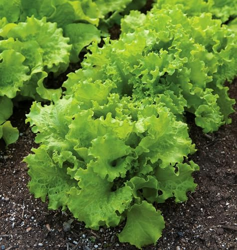 Burpee Black Seeded Simpson Lettuce Seeds 2000 seeds