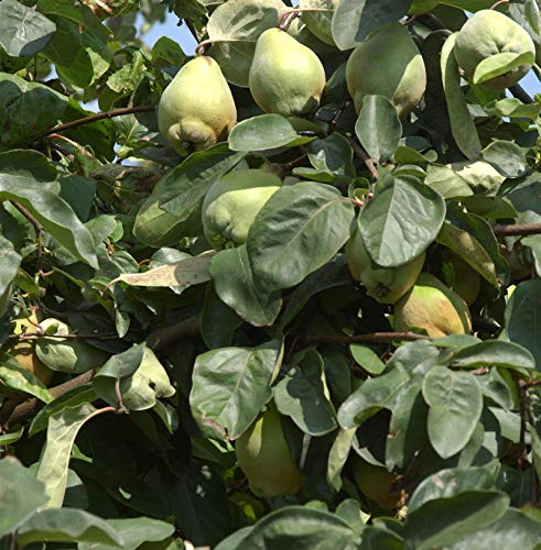 Birnen Quitte Bereczki 60-80cm - Cydonia oblonga - lebende Gartenpflanze aus den Baumschulen