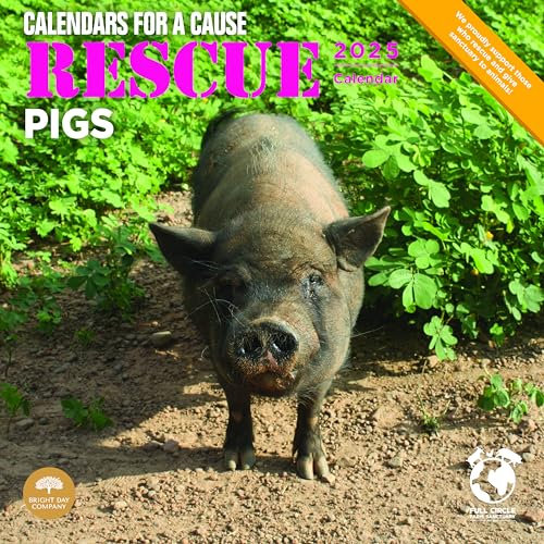 Bright Day Monats-Wandkalender 2025, Rettungsschweinchen, 30,5 x 30,5 cm