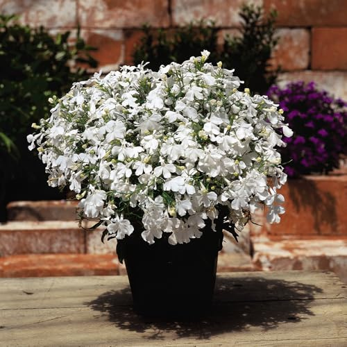 Bedwen Lobelia 'Riviera White' Plug Plant x6 – Trailing White Summer-Flowering Bedding Plants for Hanging Baskets & Patio Pots