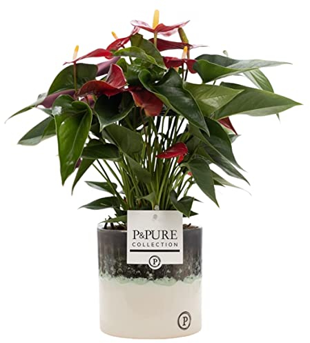 Anthurium Red With Pot | Real Indoor Plant for Office, Home & Bedroom | Air-Purifying Houseplant | Ideal for Kitchen & Living Room Decor