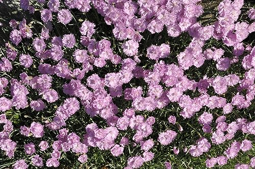 Dianthus gratianopolitanus 'Pink Jewel' 9x9 cm Topf – Winterhart & Mehrjährig & Pflegeleicht – Pfingstnelke – Bodendecker für Steingarten & Beet