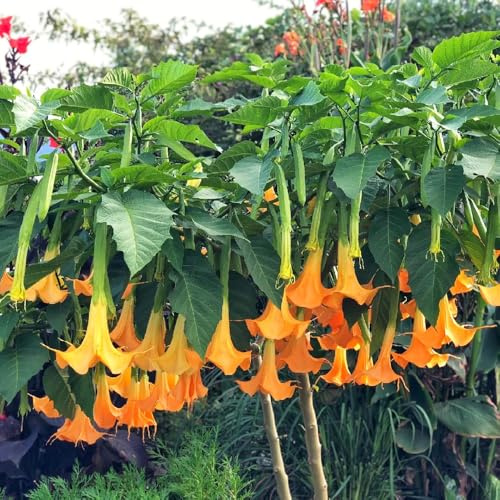 EngelstrompetePflanzeSamen、garten geschenk、einfach zuPflanzengarten deko、dekoration wohnzimmer gartenPflanzen50pcs