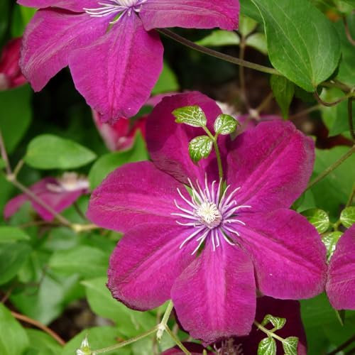 Clematis 'Rouge Cardinal' - Hardy Climber with Stunning Velvet Red Flowers, Ideal for Borders and Containers, Summer Blooming Shrub – 2X 3 Litre Potted Plant by Thompson & Morgan